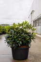 Rhododendron 'Percy Wiseman' cont. 18L 70-80 cm +f