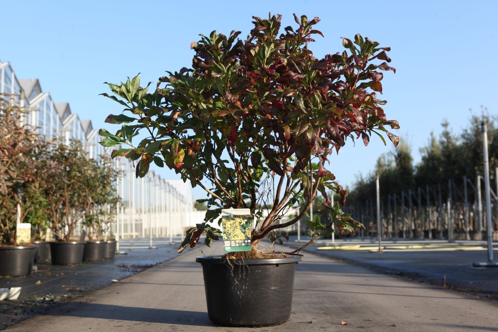 [P] Rhododendron (AK) luteum cont. 18L 60/+ cm +B