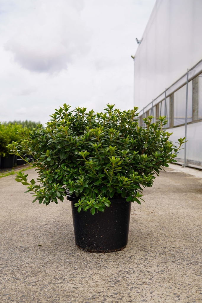 [P] Rhododendron (AJ) 'Radja' cont. 12L 60/+ cm +p