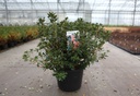 Rhododendron (AJ) 'Radja' cont. 12L 60/+ cm +p