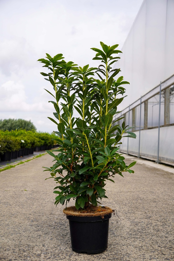 [P] Rhododendron (AK) viscosa 'Jolie Madame' cont. 5L 40-50 cm (розовый) +ф
