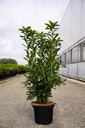 Rhododendron (AK) viscosa 'Jolie Madame' cont. 5L 40-50 cm (pink) +p