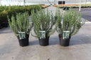 Rosmarinus off. 'Tuscan Blue' cont. 3,6L 30/+ cm +ф