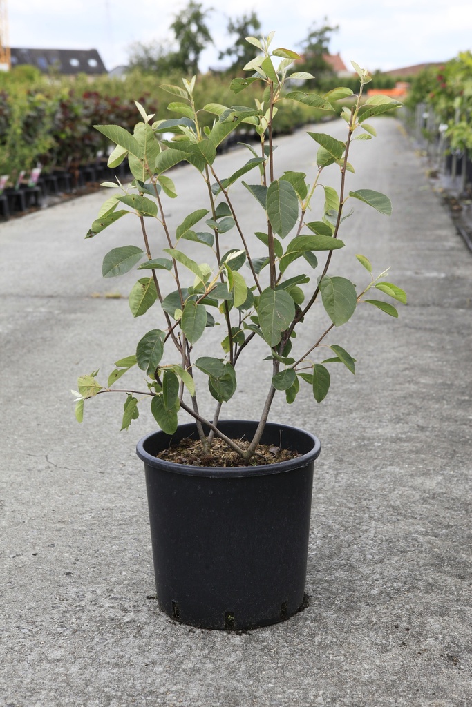 [P] Amelanchier 'Saskatoon® Berry' cont. 12L 100/+ cm +f