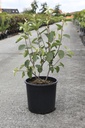 Amelanchier 'Saskatoon® Berry' cont. 12L 100/+ cm +B