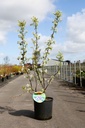 Amelanchier 'Saskatoon® Berry' cont. 12L 100/+ cm +p