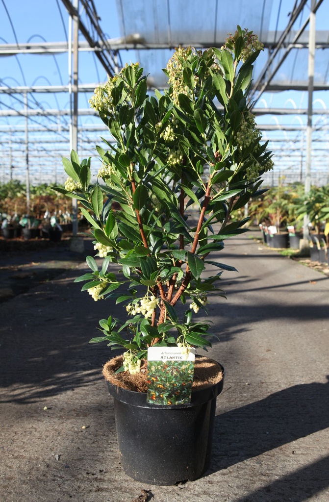 [P] Arbutus unedo 'Atlantic' cont. 10L 60-80 cm +B