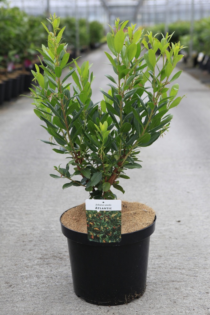 [P] Arbutus unedo 'Atlantic' cont. 10L 60-80 cm +f
