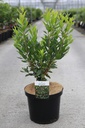 Arbutus unedo 'Atlantic' cont. 10L 60-80 cm +p