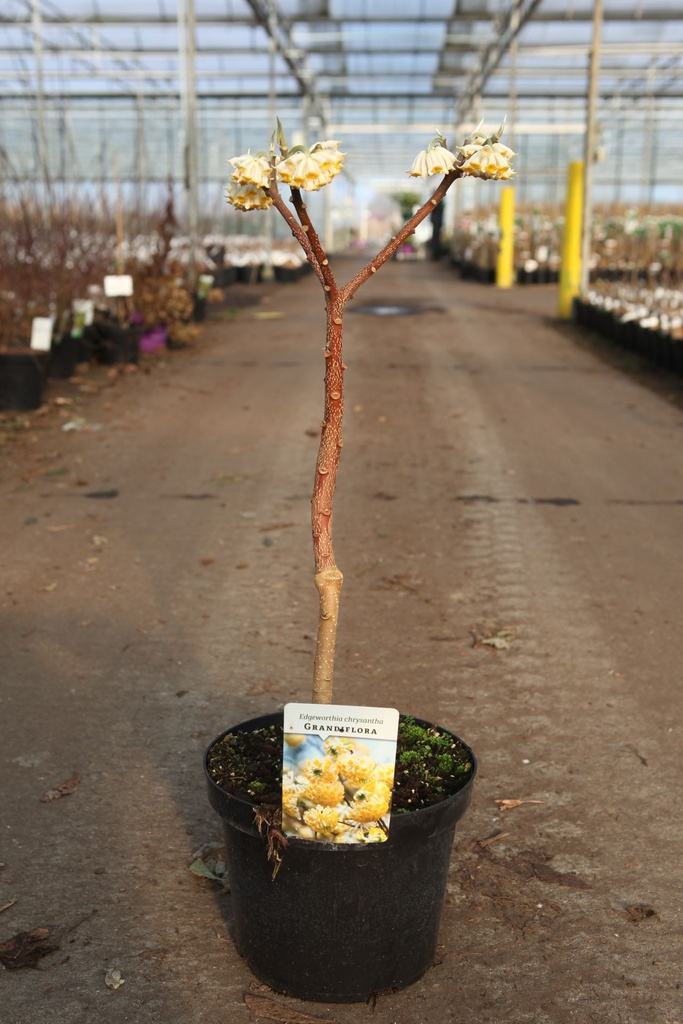 [P] Edgeworthia chrysantha 'Grandiflora' cont. 7,5L 50-60 cm +B