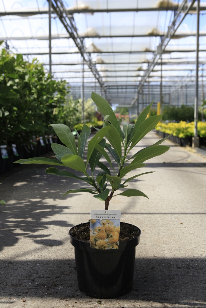 [P] Edgeworthia chrysantha 'Grandiflora' cont. 7,5L 50-60 cm +B