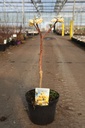 Edgeworthia chrysantha 'Grandiflora' cont. 7,5L 50-60 cm +p