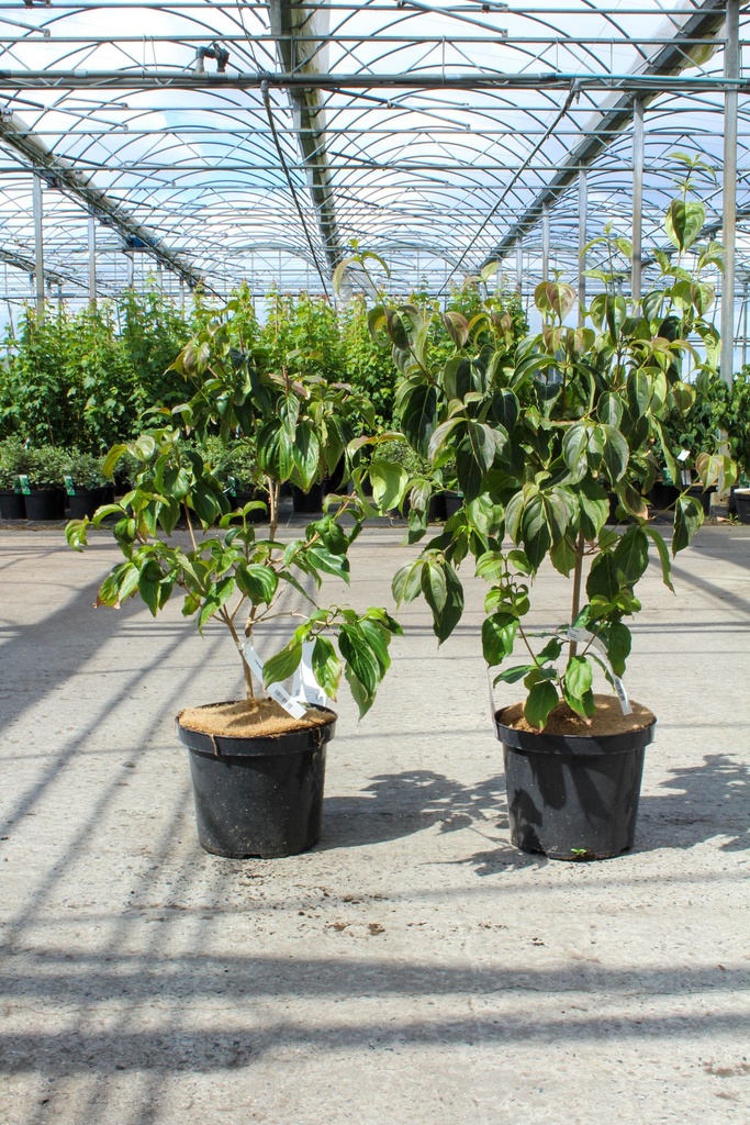 Cornus kousa 'Satomi Compact' cont. 12L 80/+ cm +ф