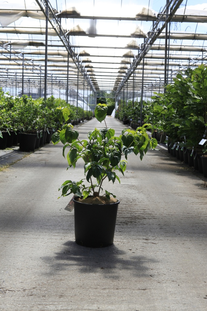 [P] Cornus kousa 'Satomi Compact' cont. 12L 80/+ cm +B
