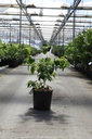 Cornus kousa 'Satomi Compact' Kont. 12L 80/+ cm +B