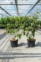 Cornus kousa 'Satomi Compact' cont. 12L 80/+ cm +p