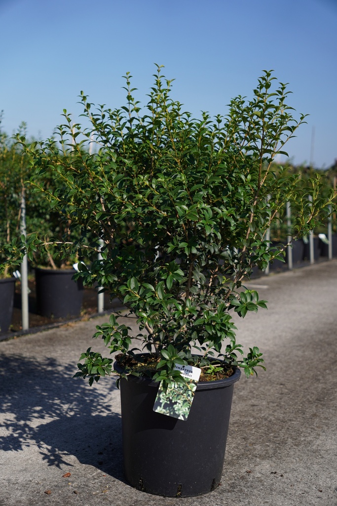 [P] Osmanthus burkwoodii cont. 25L 100-125 cm