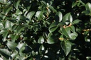 Osmanthus burkwoodii cont. 25L 100-125 cm