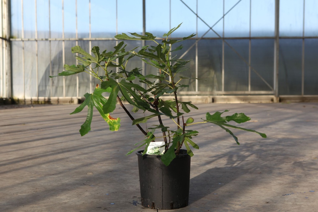 Ficus carica LITTLE MISS FIGGY (PBR) cont. 12L 60-80 cm +ф