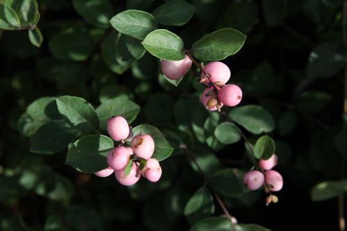 [P] Symphoricarpos doorenbosii 'Amethyst®' cont. 10L 50-60 cm +p