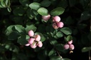 Symphoricarpos doorenbosii 'Amethyst®' cont. 10L 50-60 cm +p