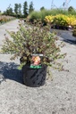 Potentilla fruticosa GLAMOUR GIRL (PBR) cont. 10L 40-50 cm +p