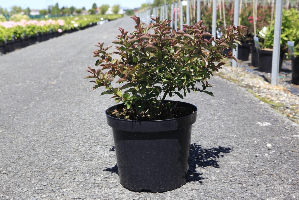 [P] Lagerstroemia indica First Editions® 'CORAL MAGIC' cont. 10L deco 50-60 cm +p