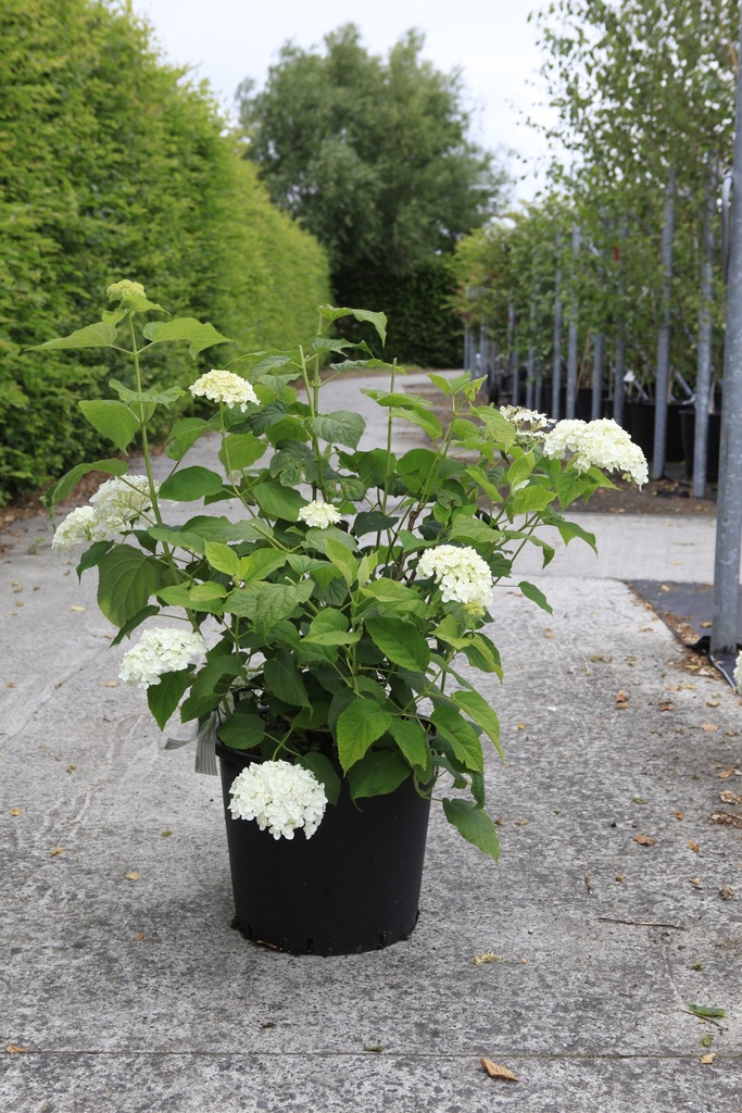 Hydrangea arborescens Proven Winners® STRONG ANNABELLE (PBR) cont. 30L 70-90 cm +B