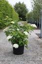 Hydrangea arborescens Proven Winners® STRONG ANNABELLE (PBR) cont. 30L 70-90 cm +B