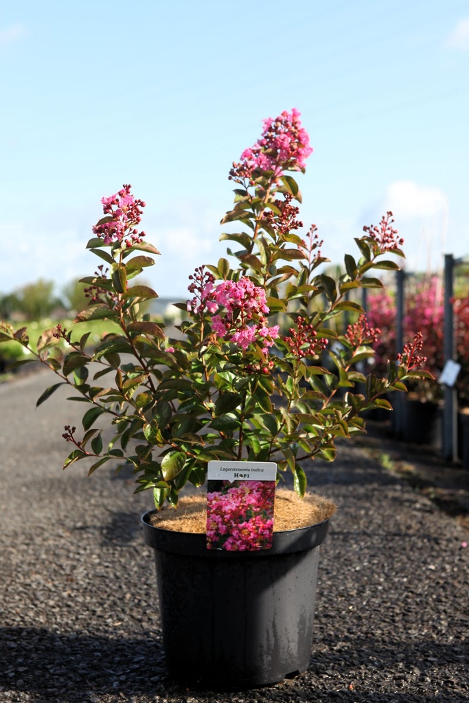 [P] Lagerstroemia indica 'Hopi' cont. 10L 80-100 cm +ф