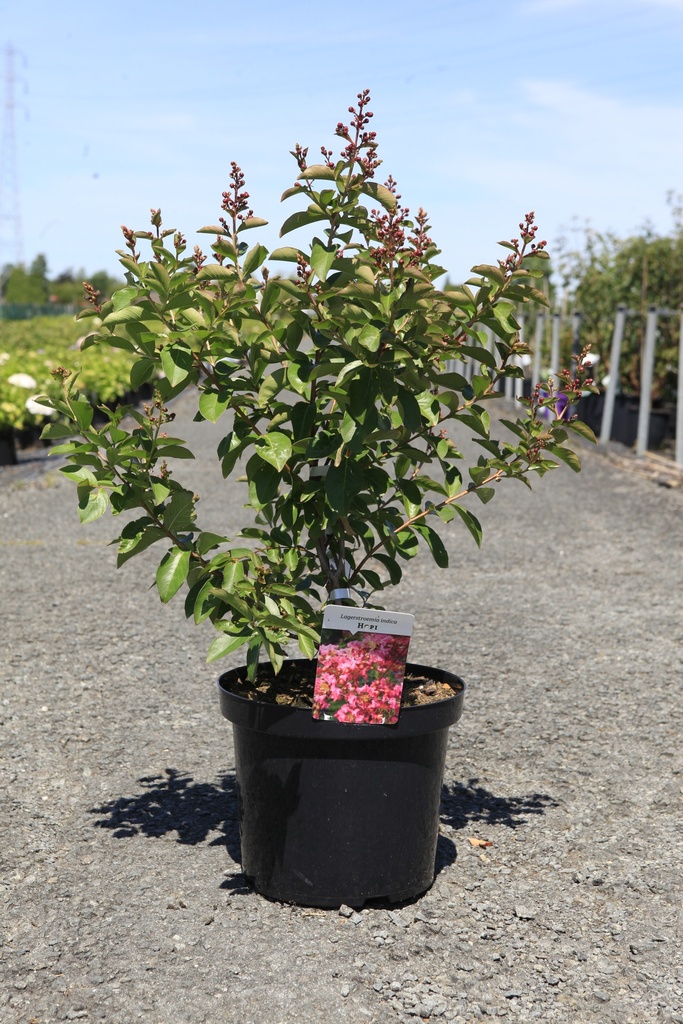 [P] Lagerstroemia indica 'Hopi' cont. 10L 80-100 cm +ф