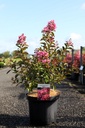 Lagerstroemia indica 'Hopi' cont. 10L 80-100 cm +ф