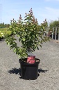 Lagerstroemia indica 'Hopi' cont. 10L 80-100 cm +f
