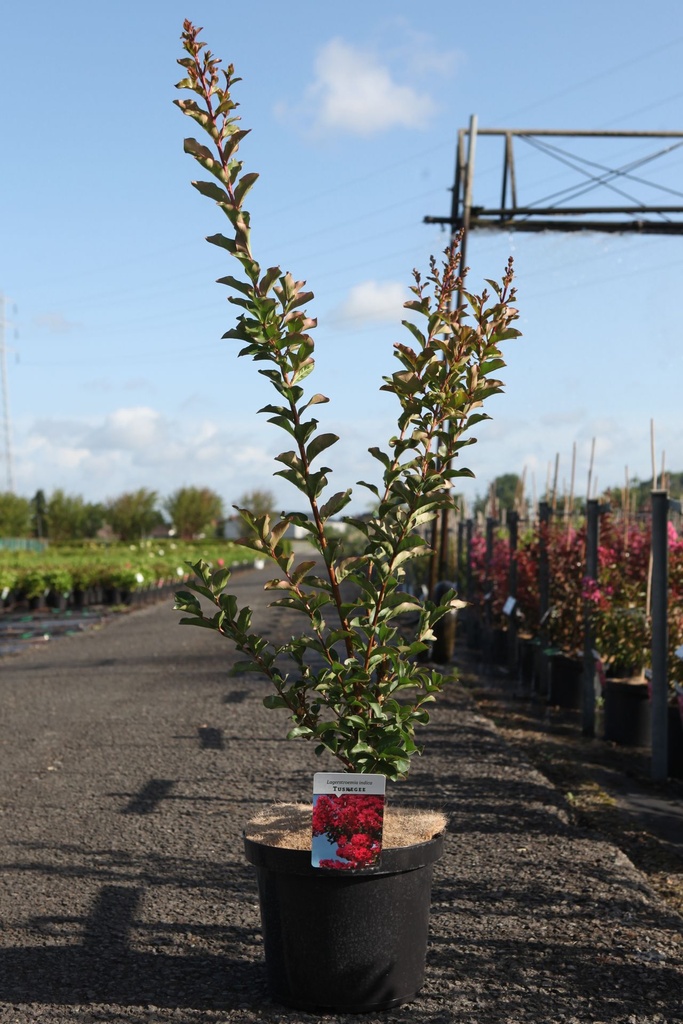 [P] Lagerstroemia indica 'Tuskegee' cont. 10L 80-100 cm +p