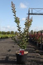 Lagerstroemia indica 'Tuskegee' cont. 10L 80-100 cm +B