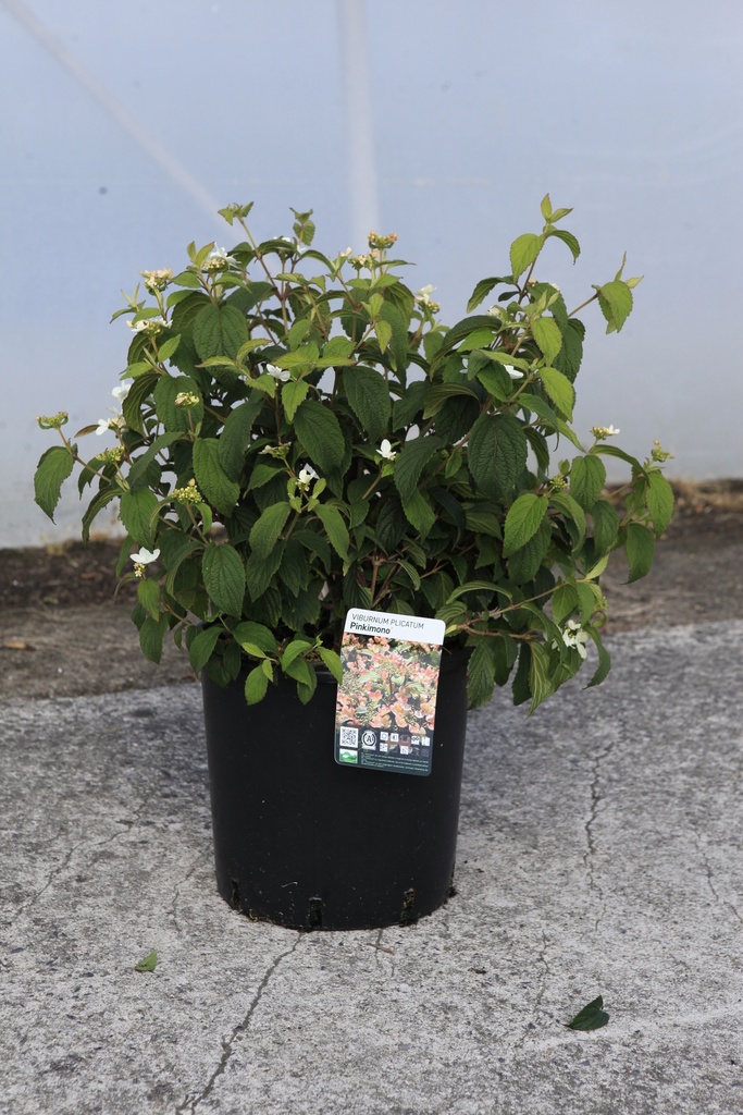 Viburnum plicatum PINKIMONO (PBR) cont. 12L 60/+ cm +f