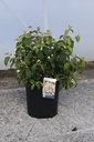 Viburnum plicatum PINKIMONO (PBR) cont. 12L 60/+ cm +f