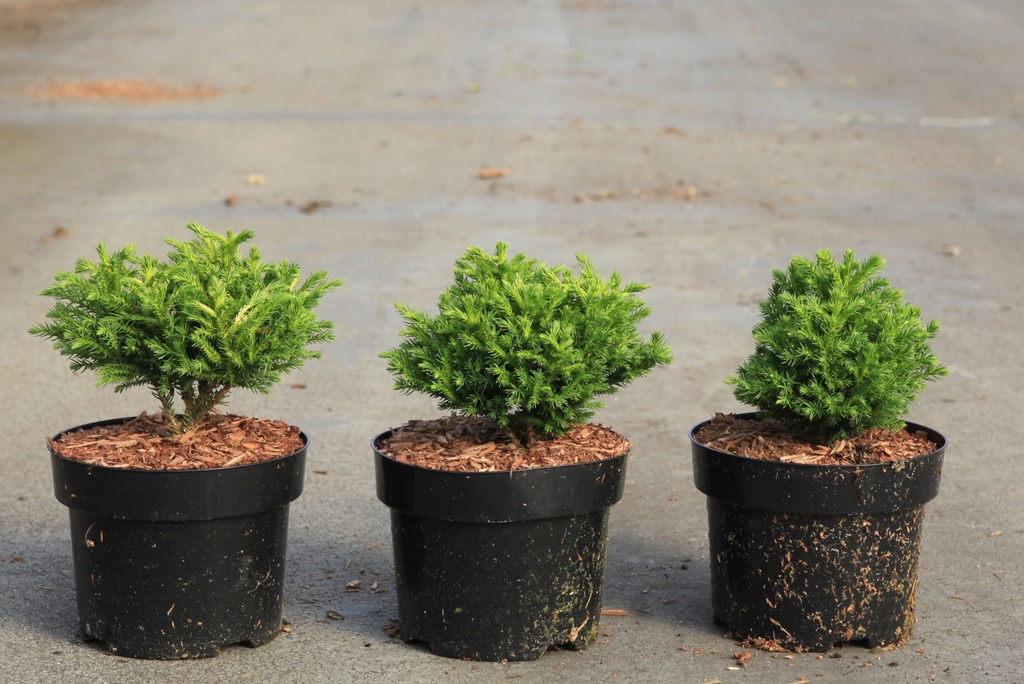 [P] Cryptomeria japonica 'Green Pearl' cont. 2L 20/+ cm +ф