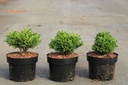 Cryptomeria japonica 'Green Pearl' cont. 2L 20/+ cm +p