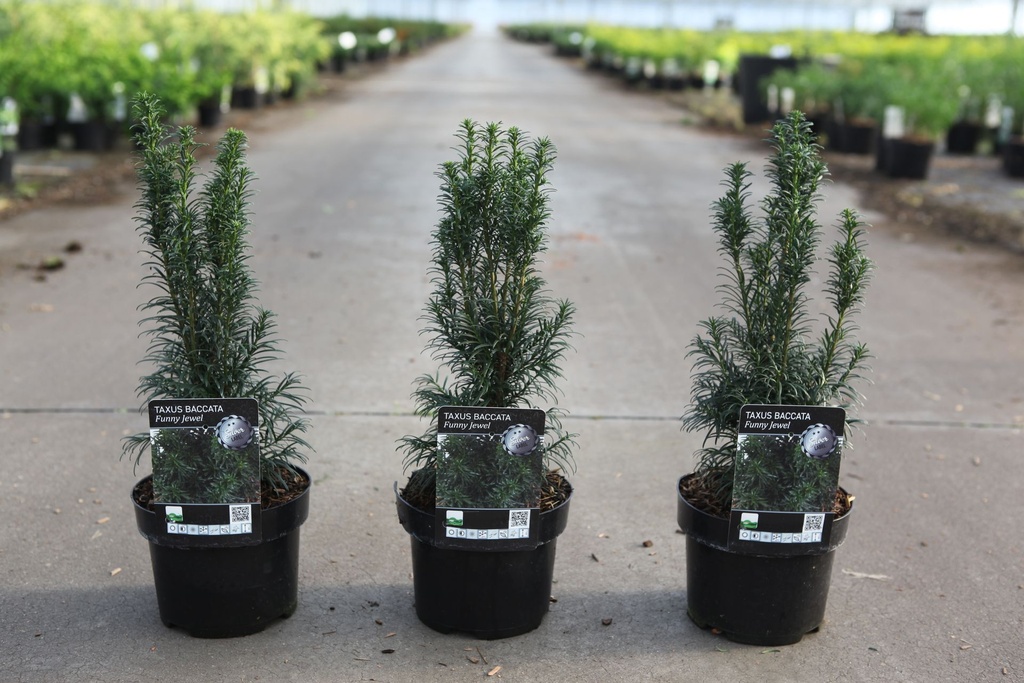 [P] Taxus baccata 'Funny Jewel®' cont. 2L 25-30 cm +ф