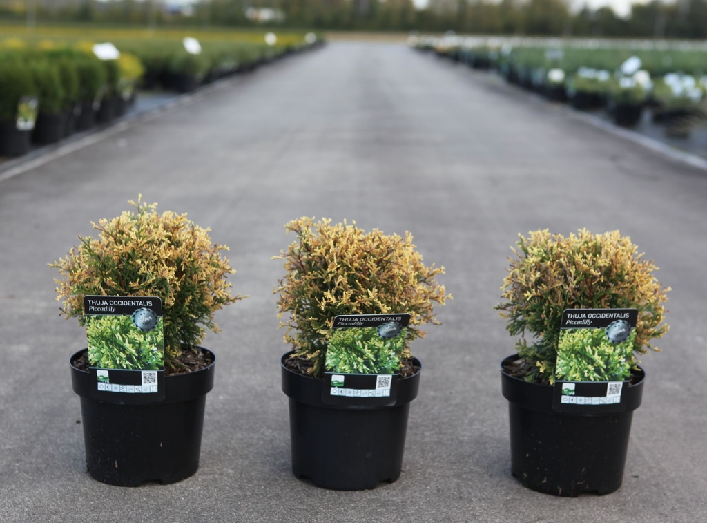 [P] Thuja occidentalis 'Piccadilly' cont. 3L 25-30 cm +ф