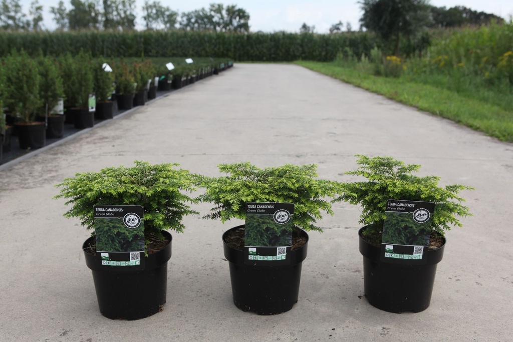[P] Tsuga canadensis 'Green Globe' cont. 3L 20-25 cm +f
