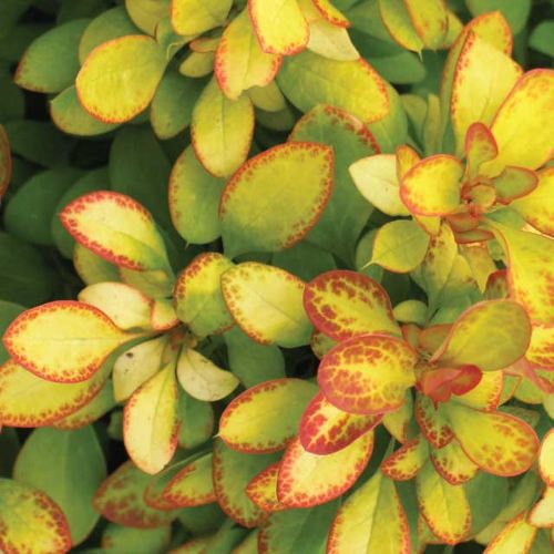 [P] Berberis thunbergii First Editions® 'Limoncello' cont. 3,6L 25-30 cm +p