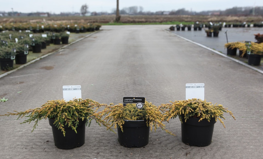 [P] Juniperus chinensis 'Goldschatz' cont. 3L 25-30 cm +p