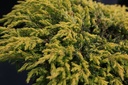 Juniperus chinensis 'Goldschatz' cont. 3L 25-30 cm +ф