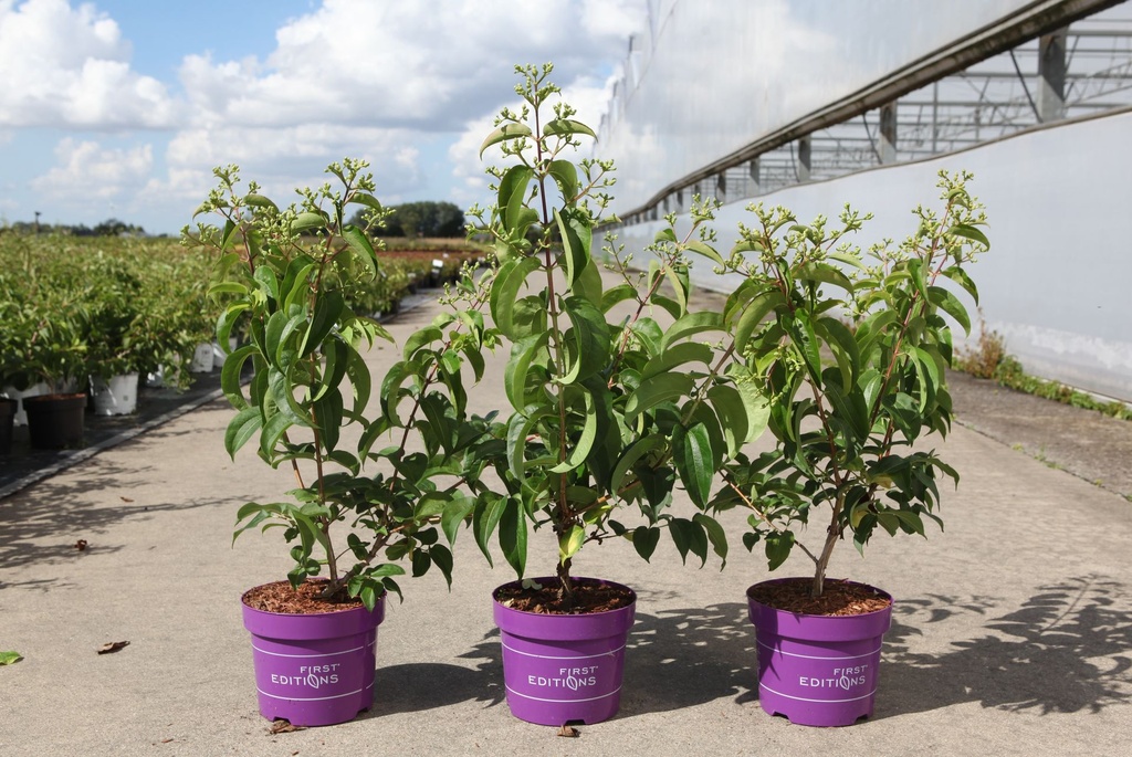 [P] Heptacodium miconioides First Editions® TIANSHAN (PBR) cont. 3,6L deco 40-50 cm +ф