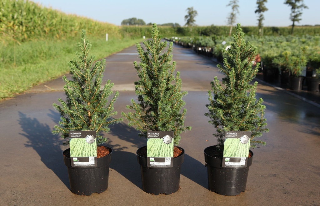 Picea glauca 'December (Conica)' (PBR) cont. 3L 30/+ cm +p