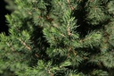Picea glauca 'December (Conica)' (PBR) cont. 3L 30/+ cm +p