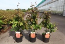 Parrotia persica 'Bella' cont. 3,6L 40-60 cm +B