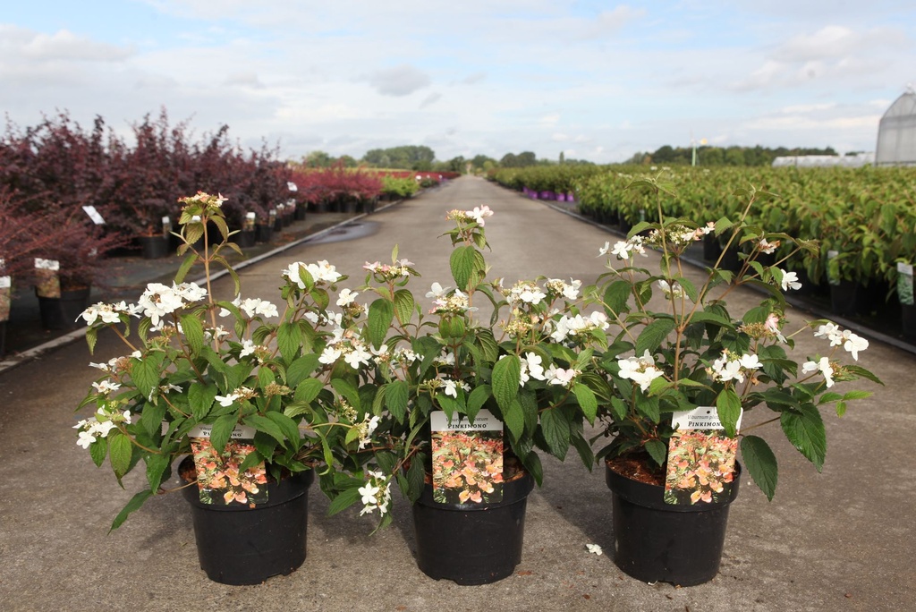 Viburnum plicatum PINKIMONO (PBR) cont. 3,6L 40/+ cm +f